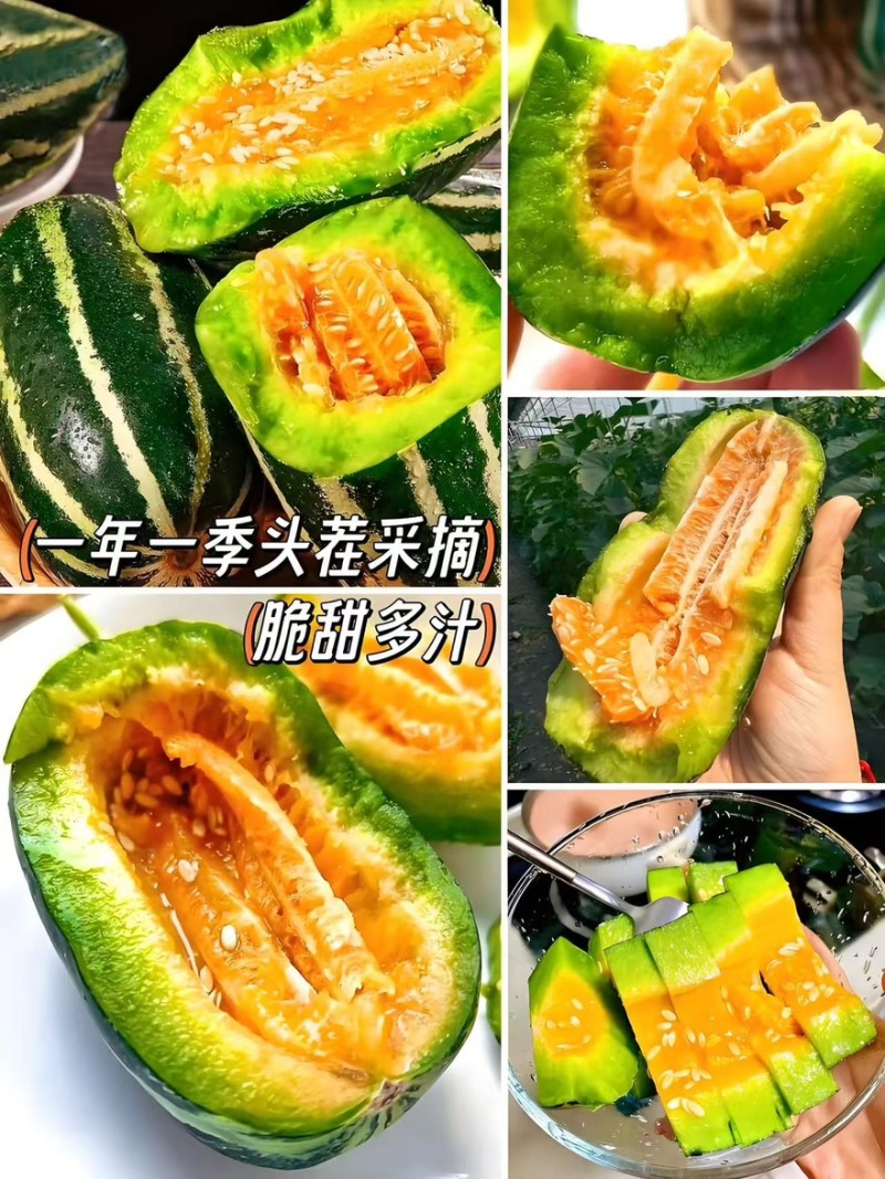 精品博洋9号甜瓜产地一手货源全国发货量大价优欢迎随时联系