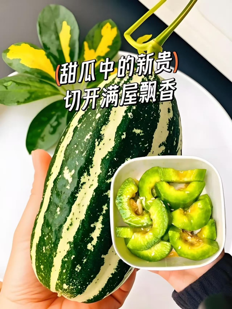 精品博洋9号甜瓜产地一手货源全国发货量大价优欢迎随时联系