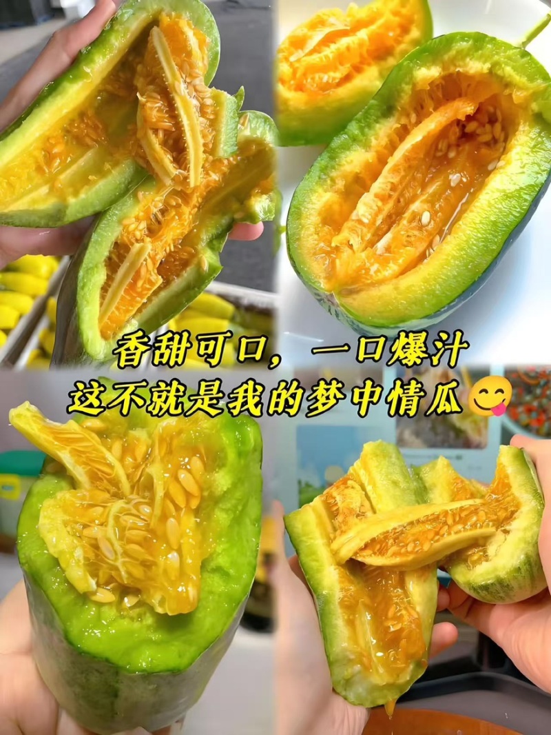 精品博洋9号甜瓜产地一手货源全国发货量大价优欢迎随时联系