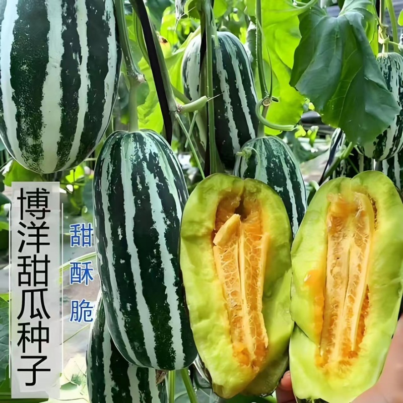 精品博洋9号甜瓜产地一手货源全国发货量大价优欢迎随时联系