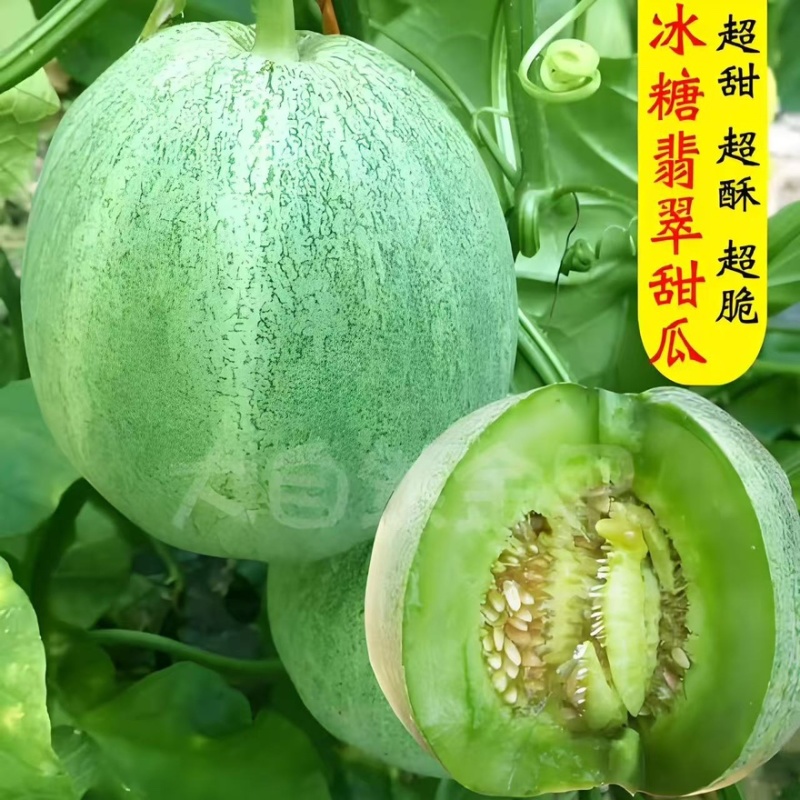精品绿宝甜瓜产地一手货源全国发货量大价优欢迎随时联系