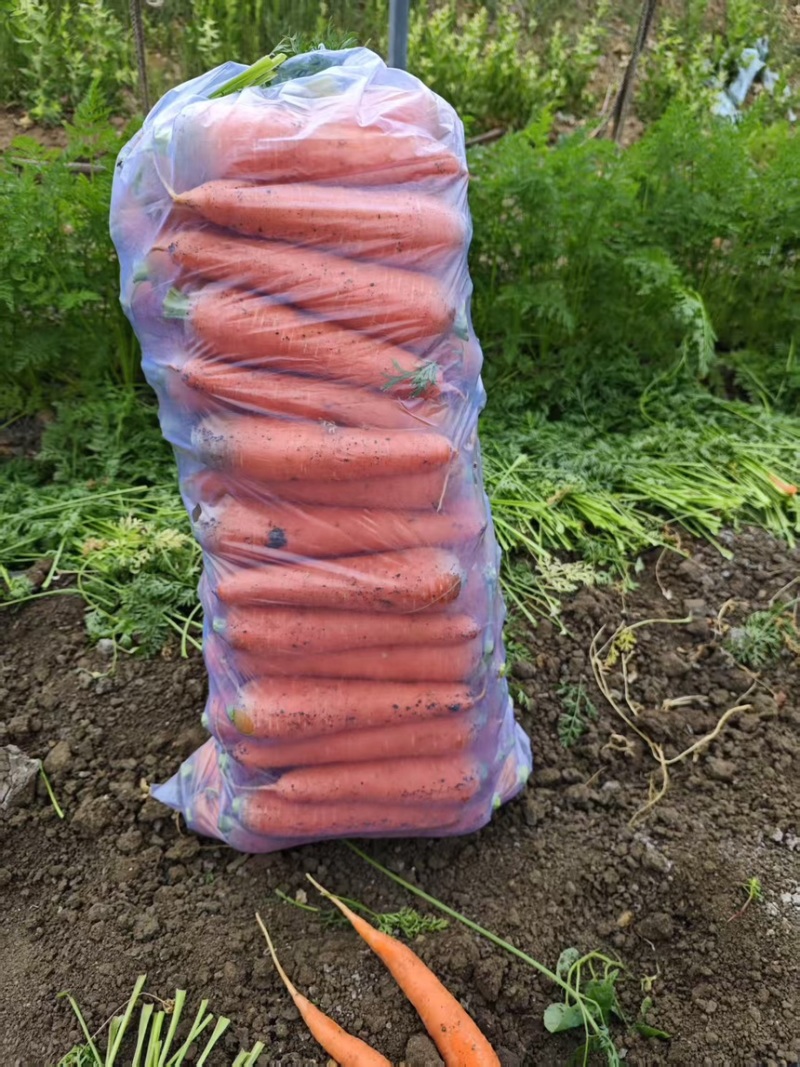 【精品】三红胡萝卜基地直发一手货源量大从优欢迎洽谈