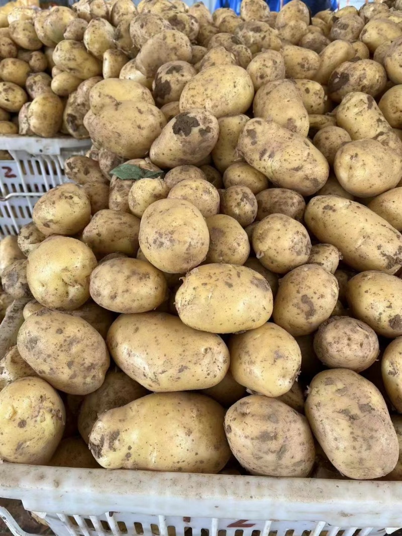 湖北黄心土豆大量上市，可对接市场，加工厂，产地直发