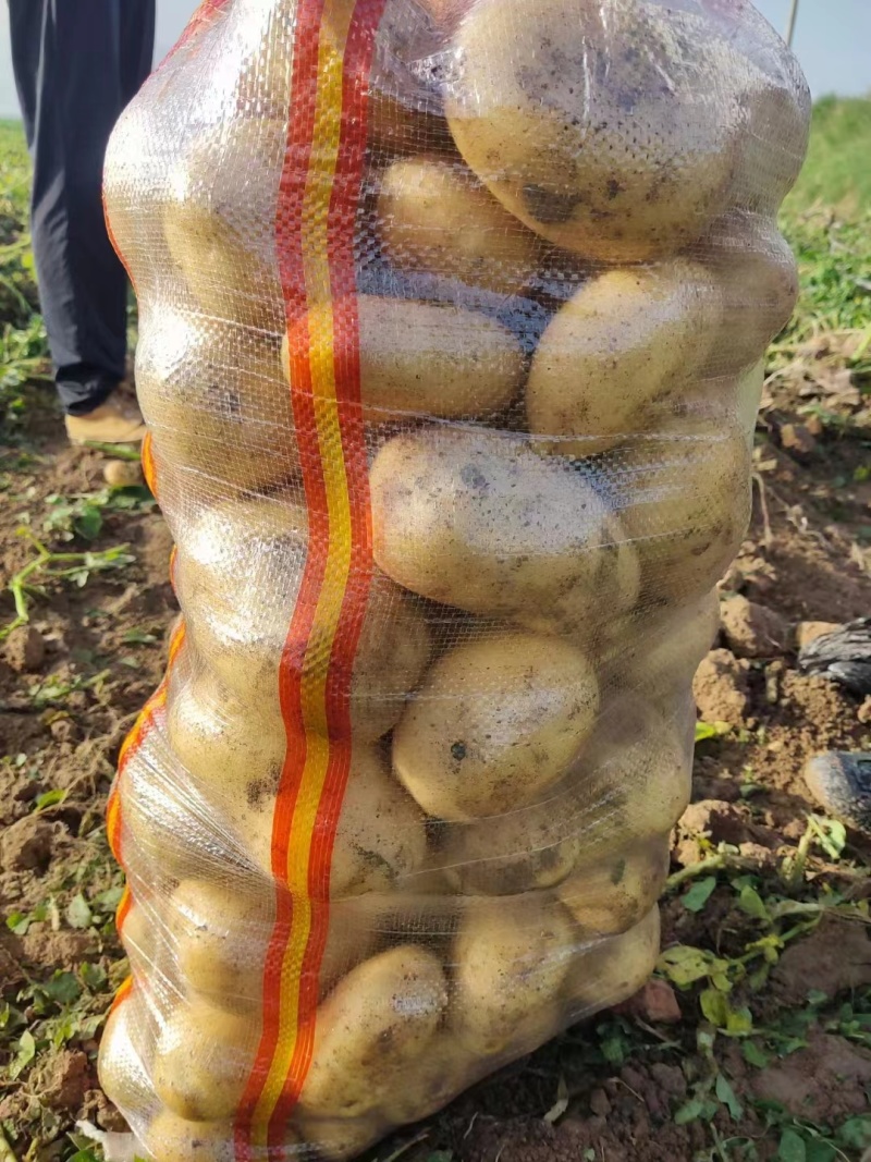湖北黄心土豆大量上市，可对接市场，加工厂，产地直发