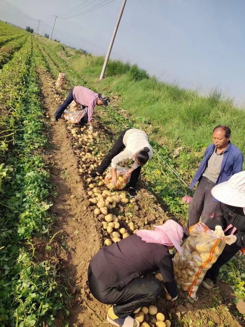 湖北黄心土豆大量上市，可对接市场，加工厂，产地直发