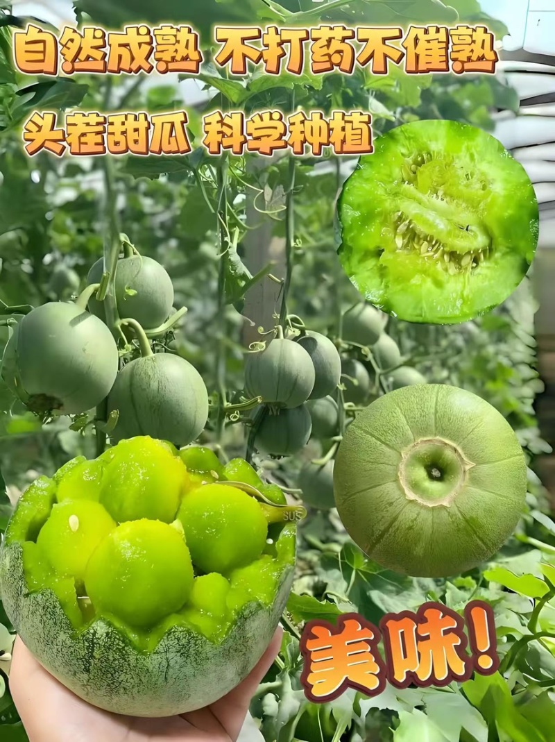 精品绿宝甜瓜产地一手货源全国发货量大价优欢迎随时联系