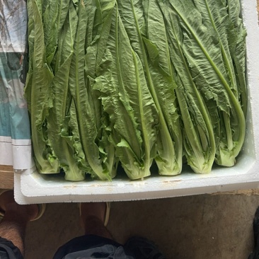 云南油麦菜大量供应