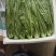 云南油麦菜大量供应