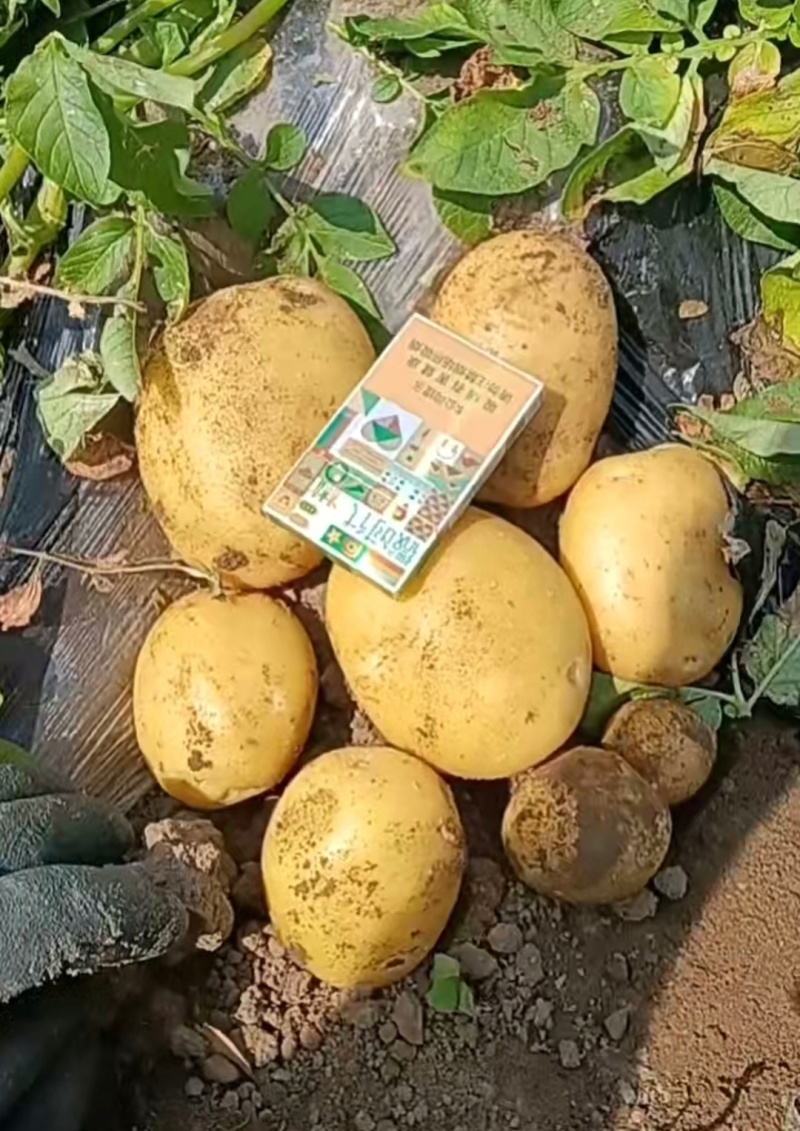 实验一土豆沃土系列等，一手货源，保质保量，对接各大批发