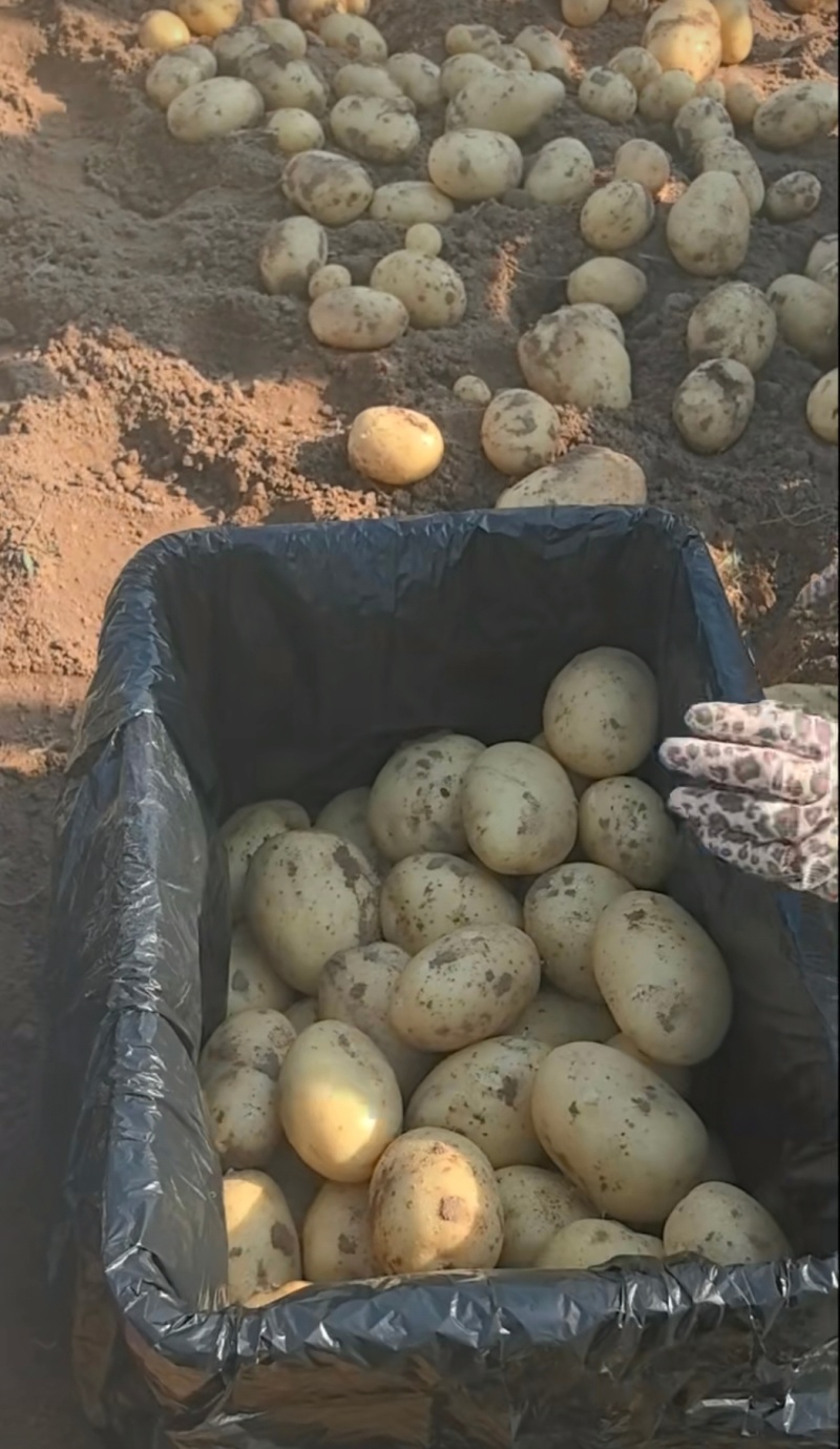 实验一土豆沃土系列等，一手货源，保质保量，对接各大批发