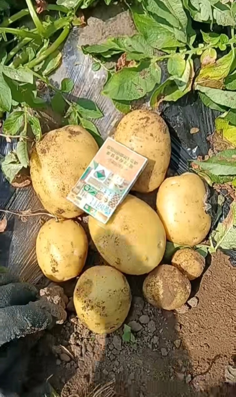 实验一土豆沃土系列等，一手货源，保质保量，对接各大批发