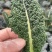 邹叶菜