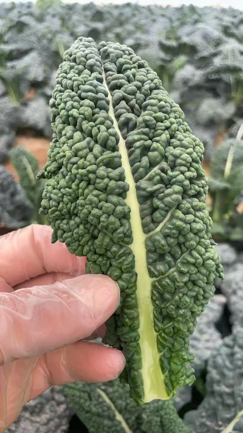 邹叶菜