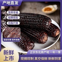 【15cm一等】黑玉米东北黑糯玉米早餐粗粮真空甜糯玉米