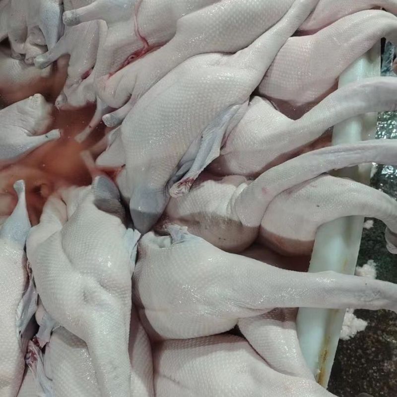 正宗广东黑棕鹅白条鹅现杀现发净膛整鹅酒店烧腊卤鹅食