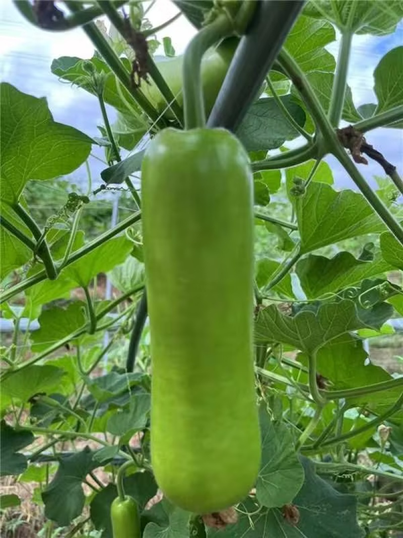 江苏淮安瓠子大量上市产地直发保质保量欢迎随时联系