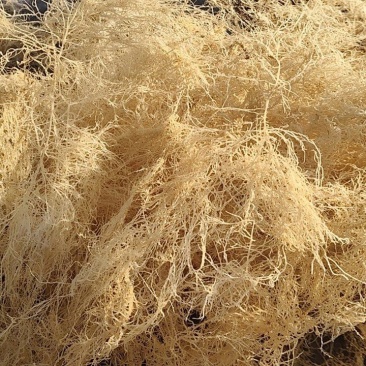 全干龙须菜干货无盐鹿角菜干到扎手海藻石花菜凉拌菜麒麟批发