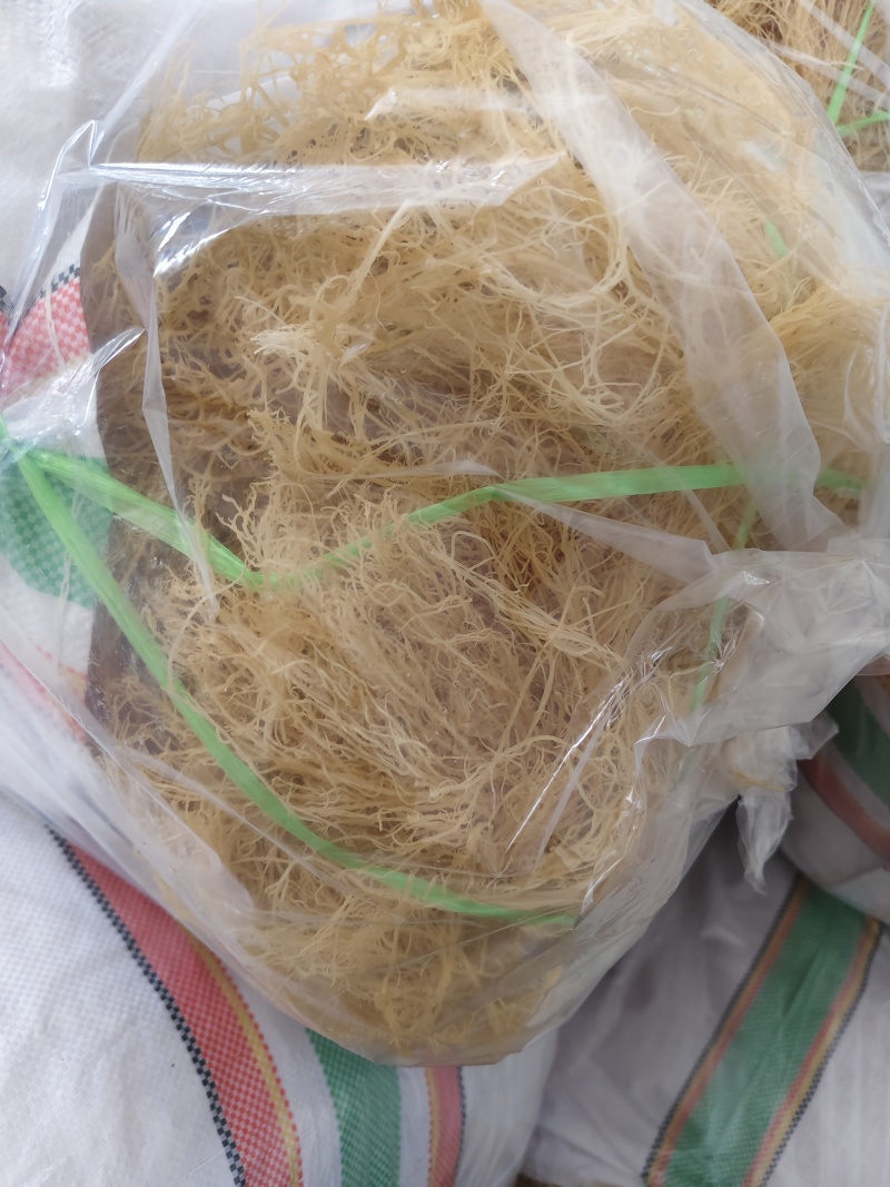 全干龙须菜干货无盐鹿角菜干到扎手海藻石花菜凉拌菜麒麟批发