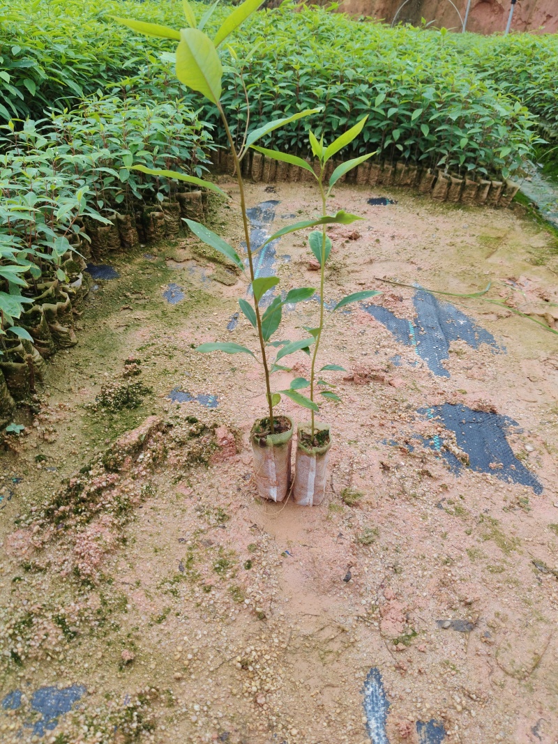 木姜子苗