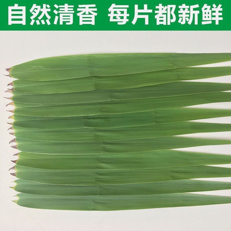 正宗白洋淀新鲜野生芦苇叶***现摘农家粽子叶新鲜芦苇叶粽