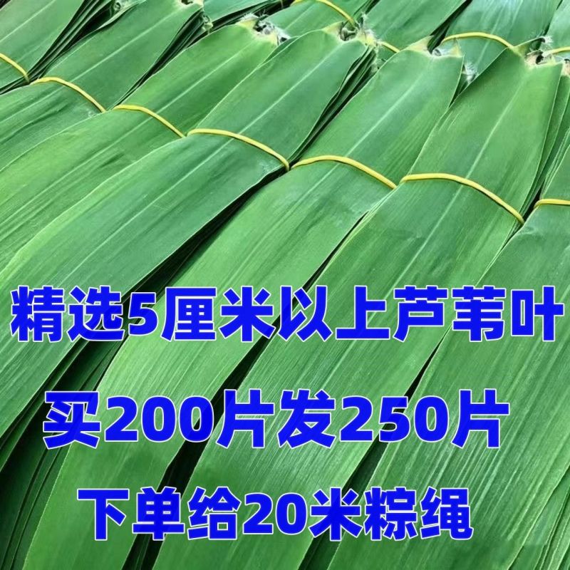 正宗白洋淀新鲜野生芦苇叶***现摘农家粽子叶新鲜芦苇叶粽