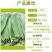 正宗白洋淀新鲜野生芦苇叶***现摘农家粽子叶新鲜芦苇叶粽