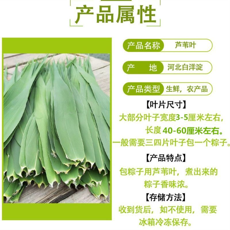 正宗白洋淀新鲜野生芦苇叶***现摘农家粽子叶新鲜芦苇叶粽
