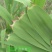 正宗白洋淀新鲜野生芦苇叶***现摘农家粽子叶新鲜芦苇叶粽