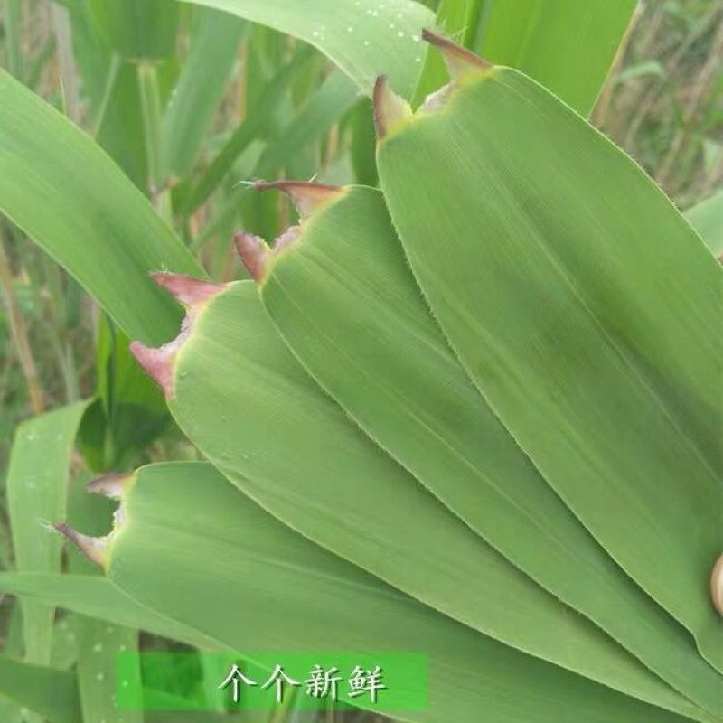 正宗白洋淀新鲜野生芦苇叶***现摘农家粽子叶新鲜芦苇叶粽