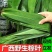 【新鲜现摘】粽叶新鲜大叶芦苇叶***粽子叶特大号芒叶