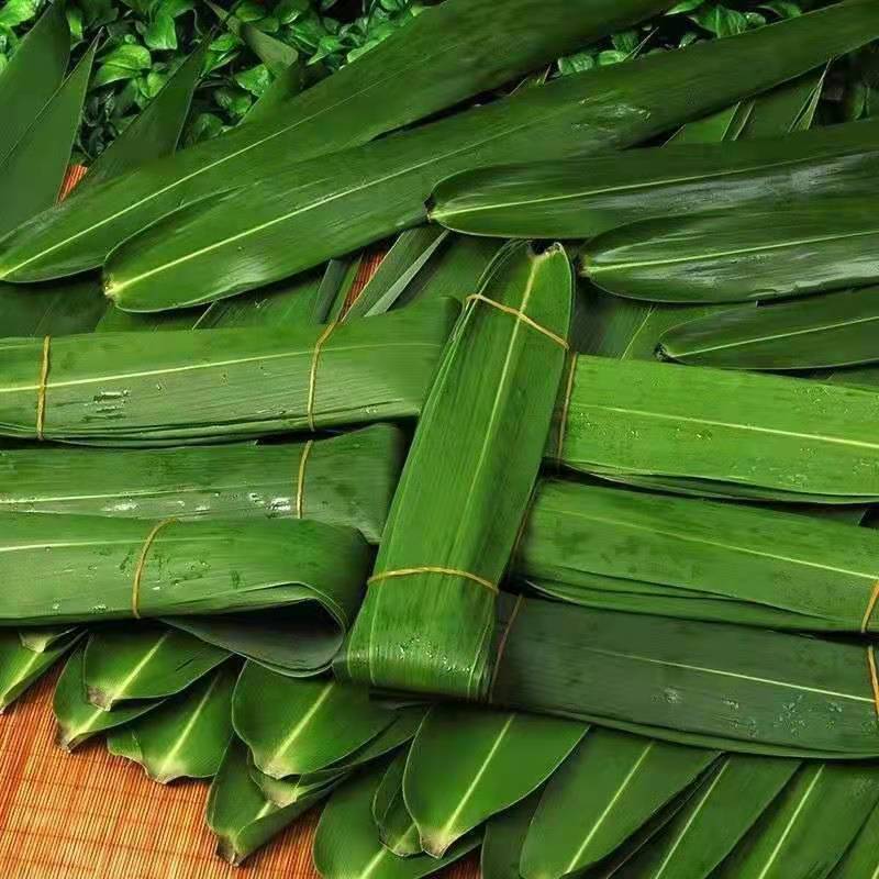 【新鲜现摘】粽叶新鲜大叶芦苇叶***粽子叶特大号芒叶