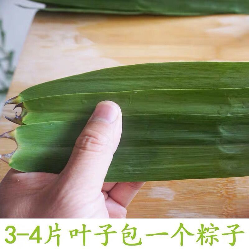 【新鲜现摘】粽叶新鲜大叶芦苇叶***粽子叶特大号芒叶