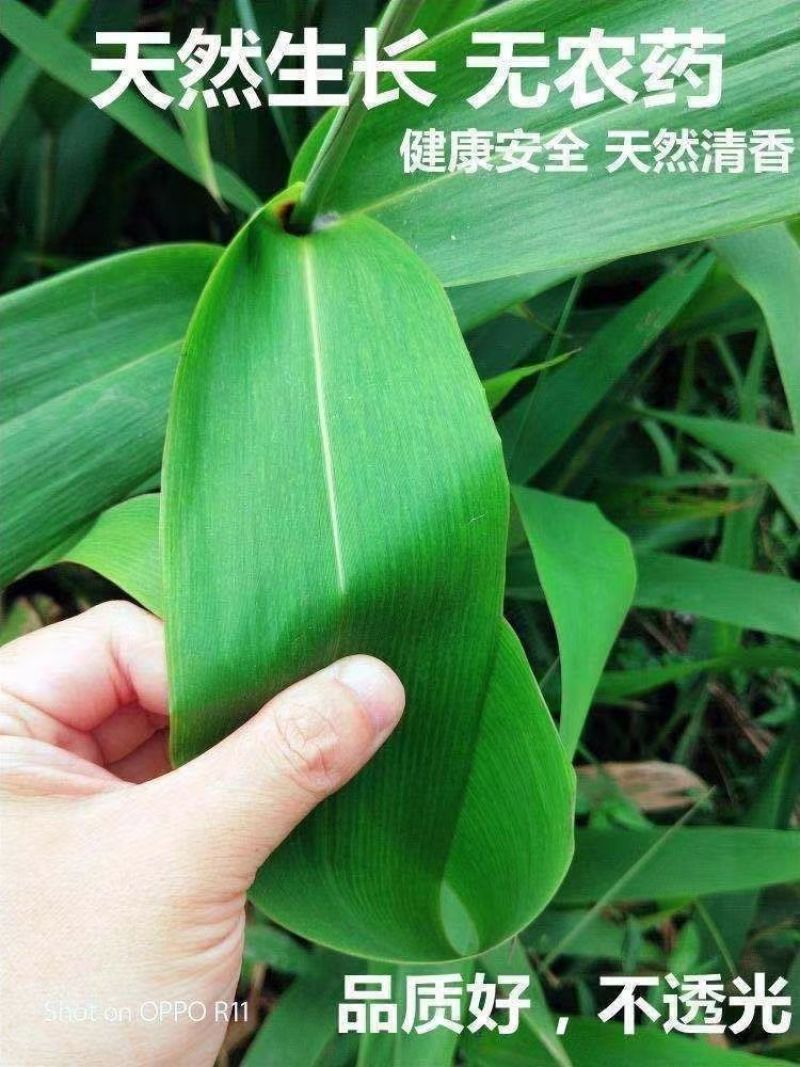 【新鲜现摘】粽叶新鲜大叶芦苇叶***粽子叶特大号芒叶