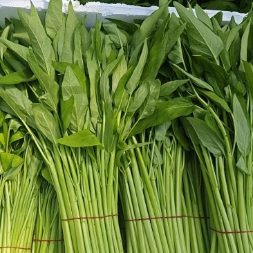 南通大叶白梗空心菜