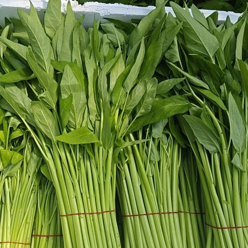 南通大叶白梗空心菜