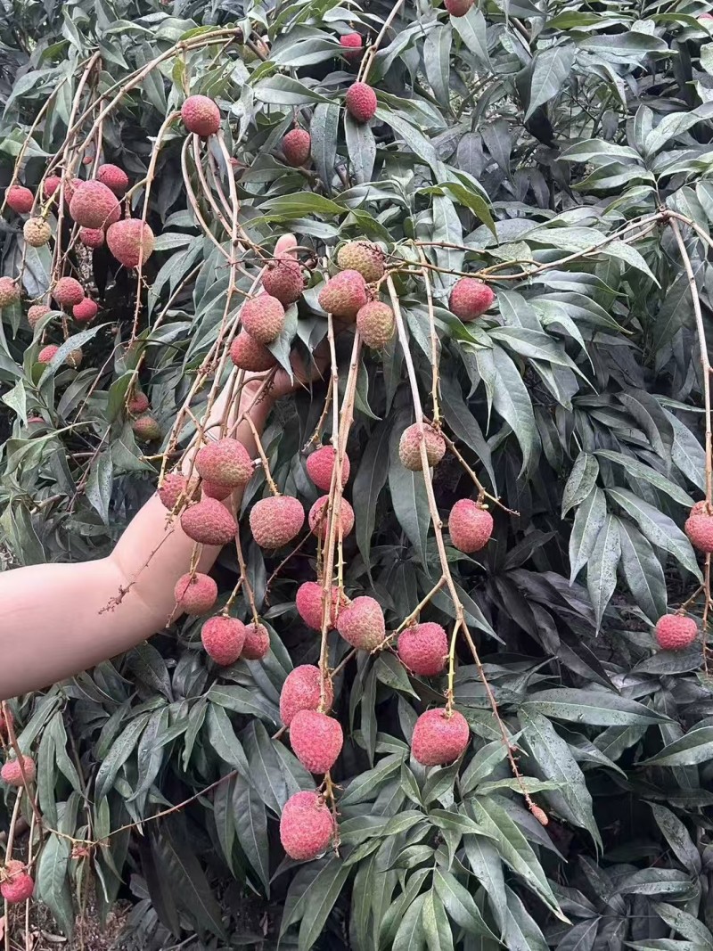 云南玉溪三月红水东荔枝，酸甜可口，批发，代发