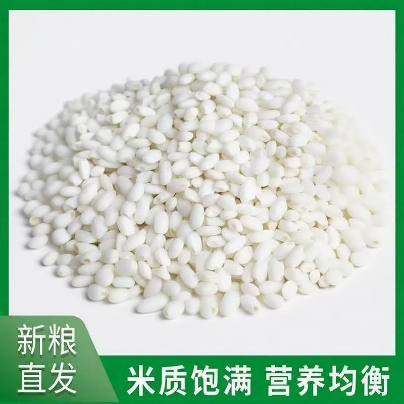东北好糯米五纯常糯米圆粒糯米江米黏米新糯米酿酒包粽子饭团
