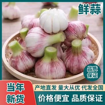鲜蒜上市产地直发对接全国量大从优欢迎选购