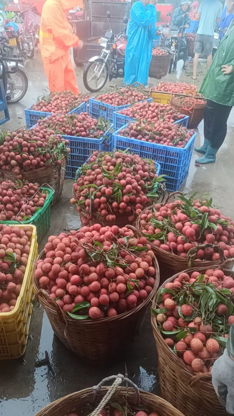 广东阳江妃子笑荔枝大量上市纯甜无酸白糖罂荔枝自产自销