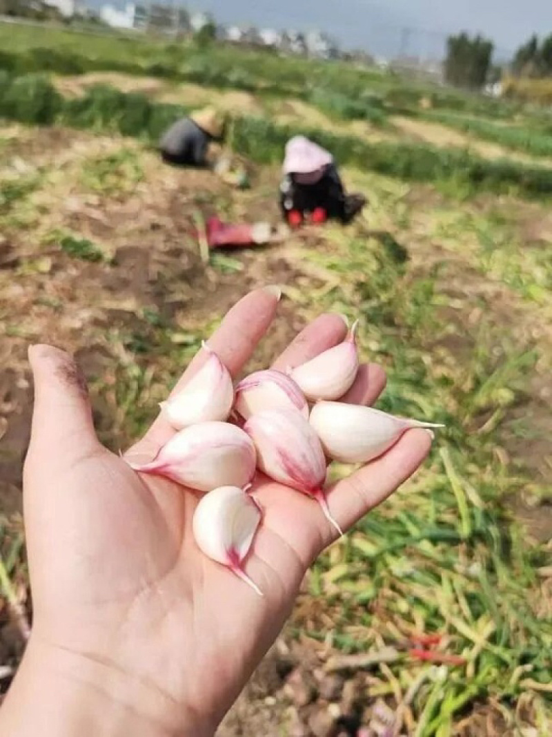 鲜蒜上市产地直发对接全国量大从优欢迎选购