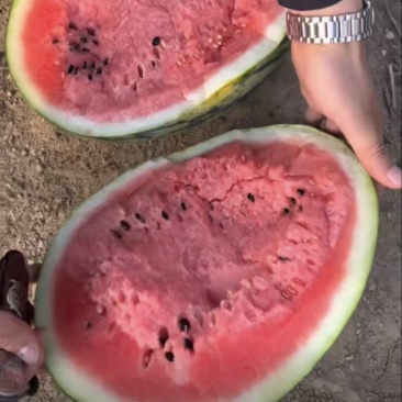 盖县甜王锦王西瓜大量上市