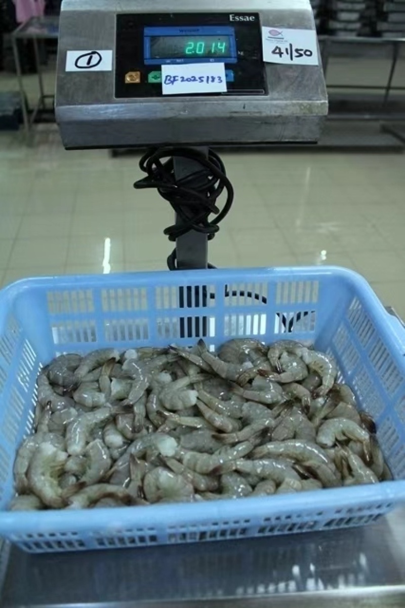 去头生冻南美白对虾，全规格，欢迎老板询价