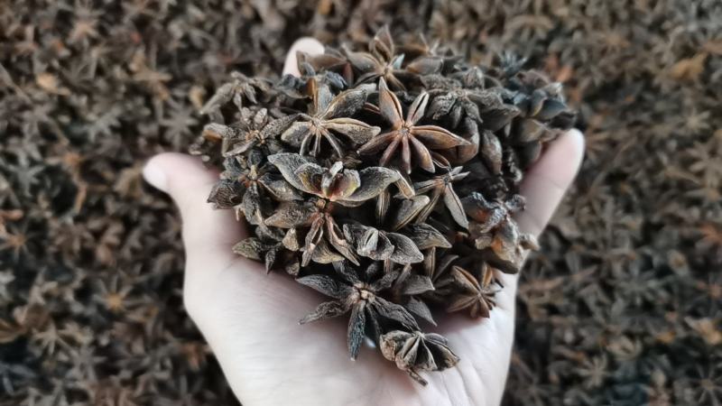 古龙一级大红干枝八角原货足干无硫