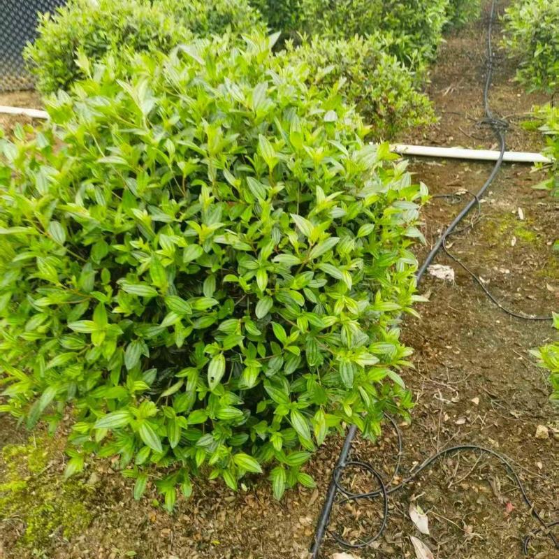 野牡丹8090高
