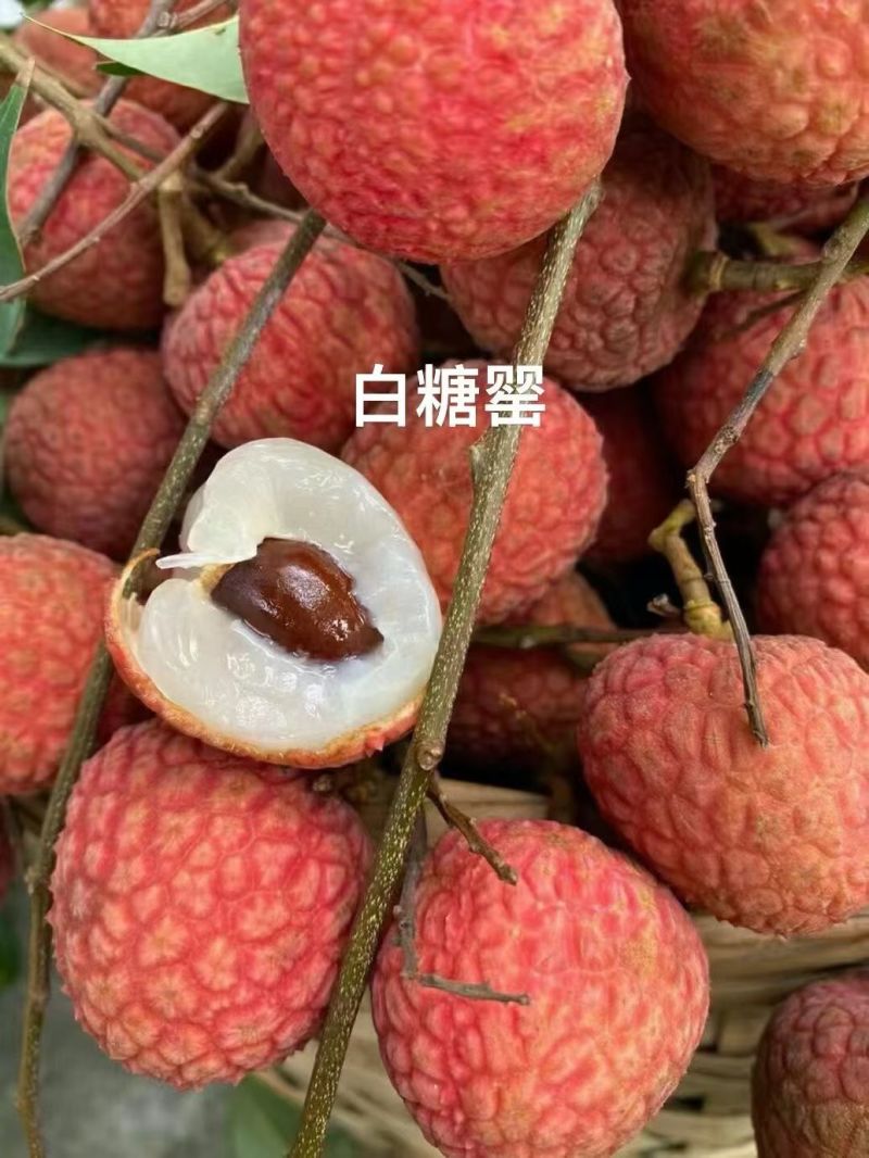 【产地果园直批】茂名电白高州白糖罂荔枝现摘