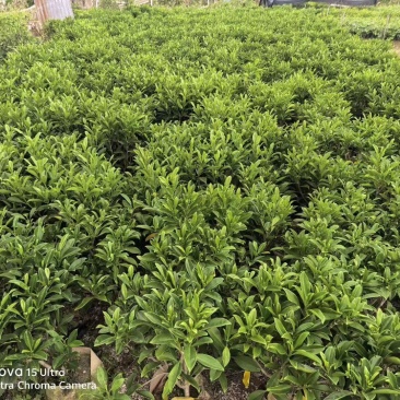 非洲茉莉小布袋50至80高