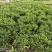 非洲茉莉小布袋50至80高