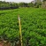 非洲茉莉小布袋50至80高
