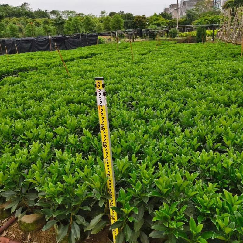 非洲茉莉小布袋50至80高