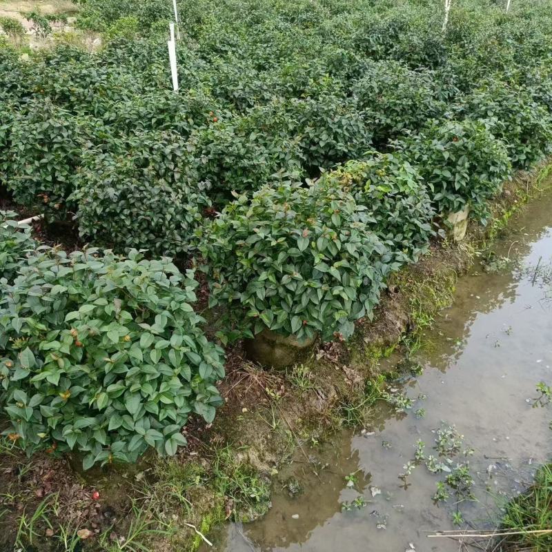 红果仔60左右